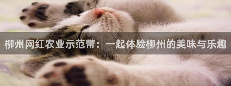 fh凤凰至尊贴吧