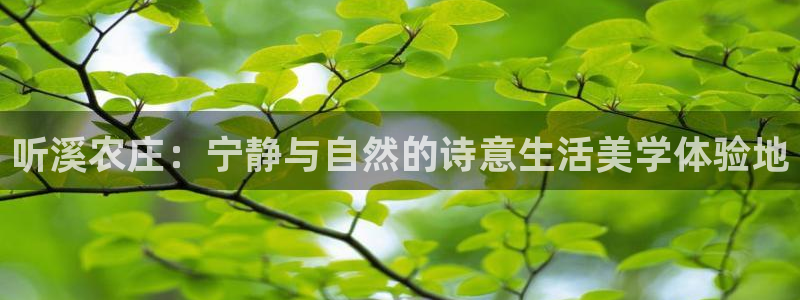 fh至尊代理