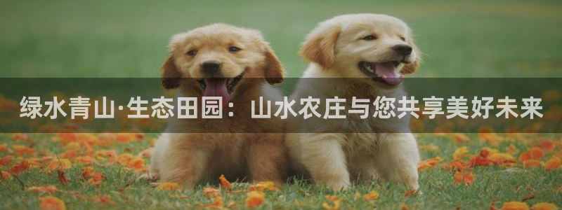 fh至尊代理