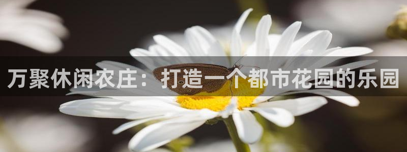 fh至尊平台怎么打不开了呢