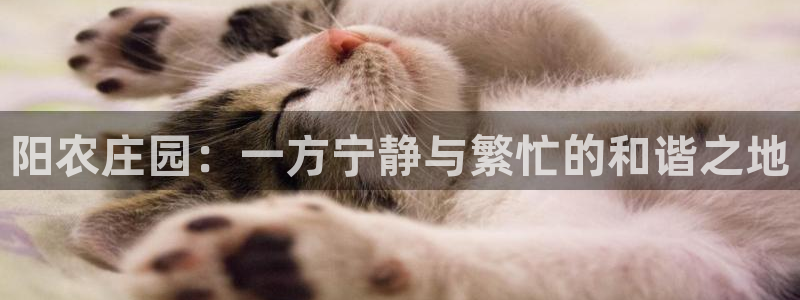 fh至尊凤凰代理