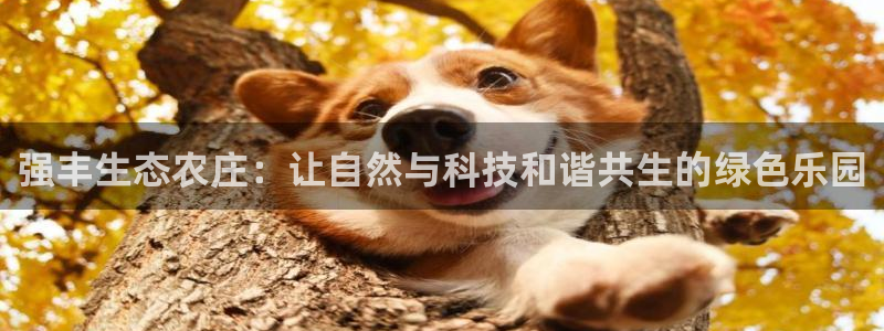 FH至尊平台怎样