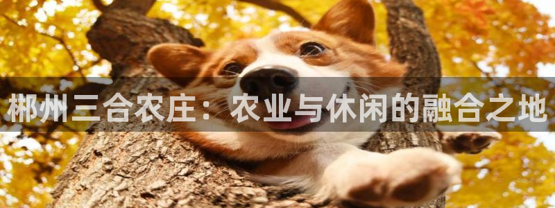 FH至尊怎么样